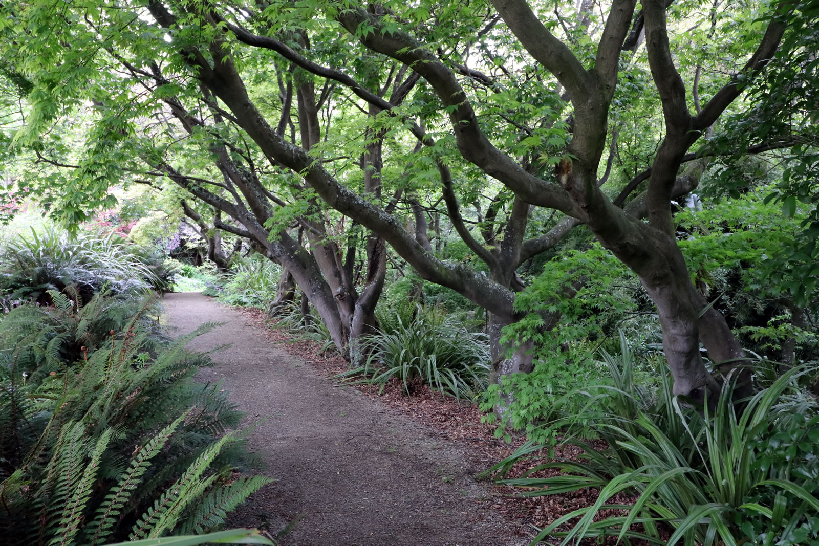 2017 10 15 Botanic Gardens 16